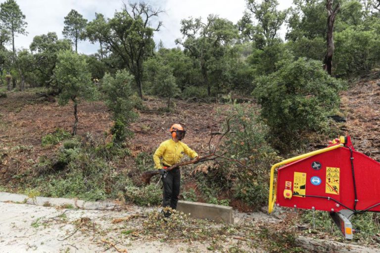 Sapadores florestais iniciam hoje dois dias de greve para exigirem uma carreira