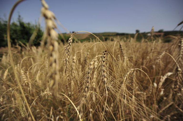Covid-19: Agricultura evidenciou resiliência não vista noutros setores em 2020 – INE