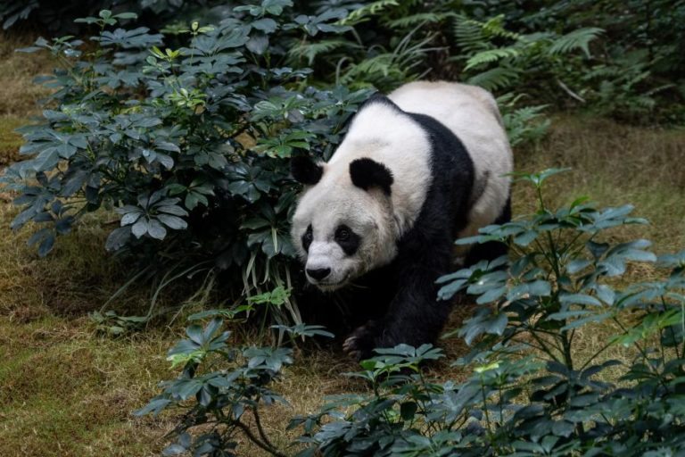 Panda deixa de ser espécie “em perigo” e passa a “vulnerável” na China