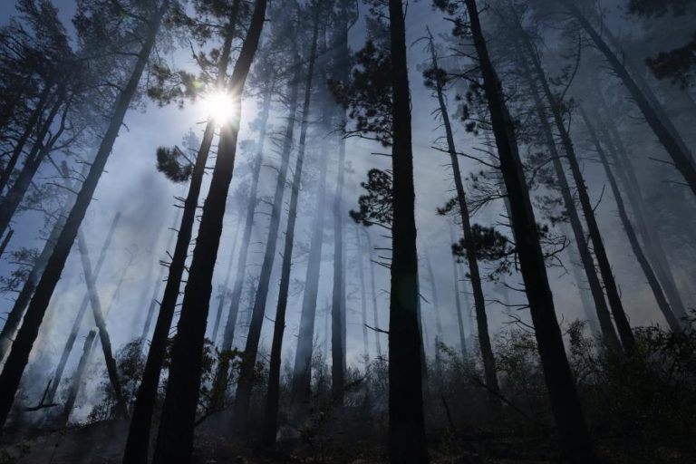 Consumo europeu de biodiesel destruiu quatro milhões de hectares de florestas