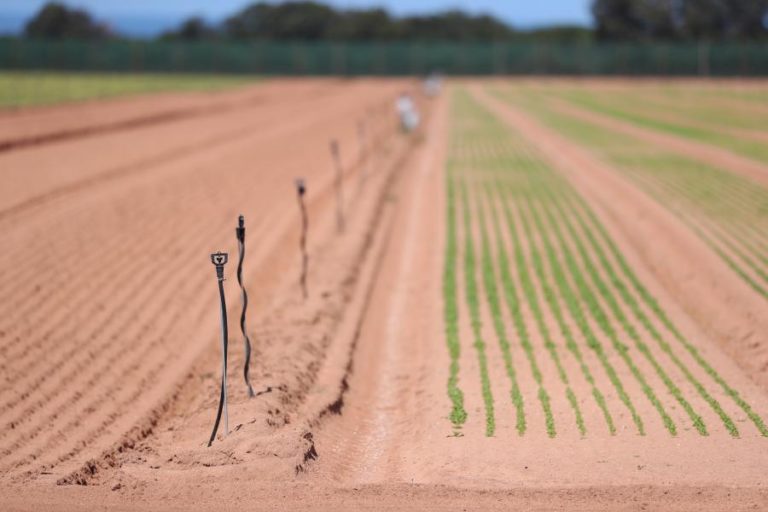 Governo vai abrir dois avisos de 15 ME para jovens agricultores e pequenos investimentos