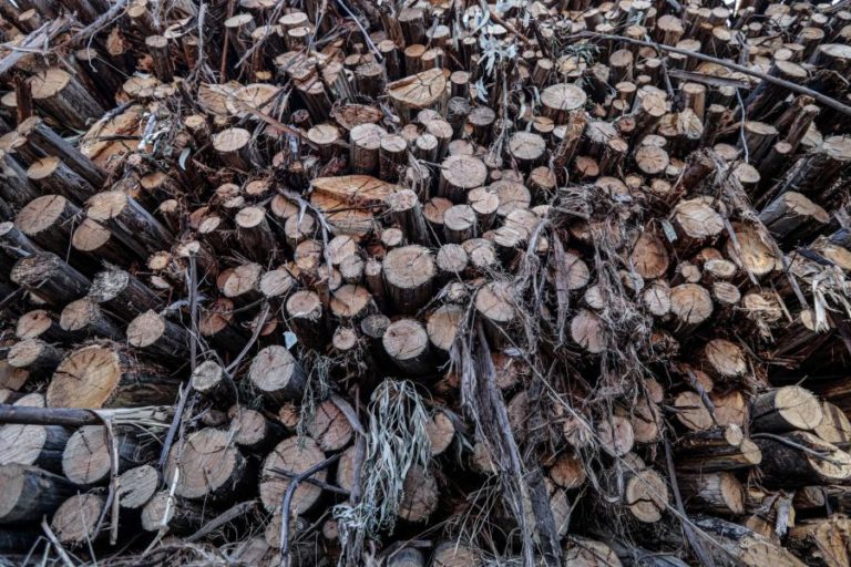 Justiça moçambicana constitui nove arguidos por exportação ilegal de madeira para a China