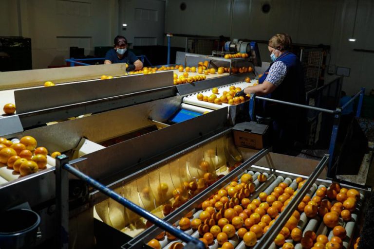 Citrinos algarvios valorizam durante pandemia em 2020