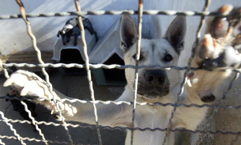 União Zoófila acusa Câmara de Lisboa de utilizar o seu nome abusivamente