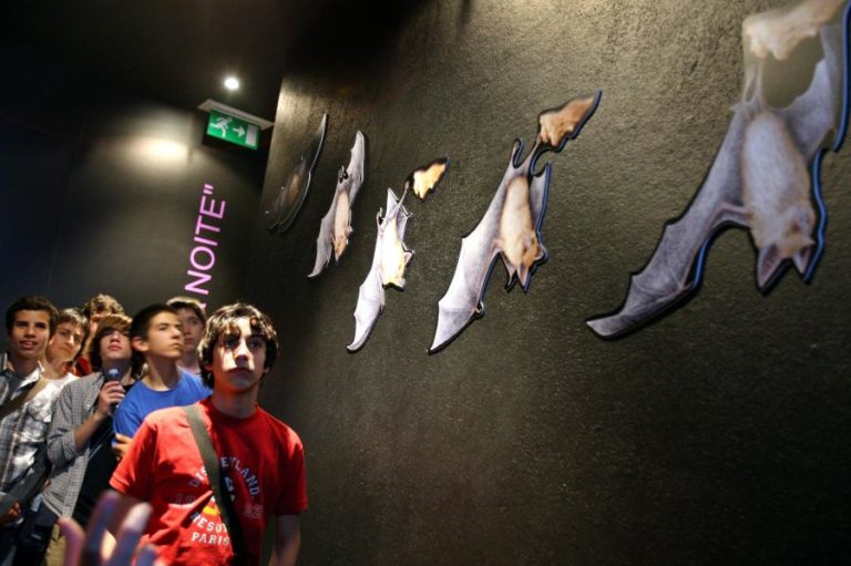 Com 500 atividades em todo o país Ciência Viva no Verão arranca hoje com uma “noite dos morcegos”