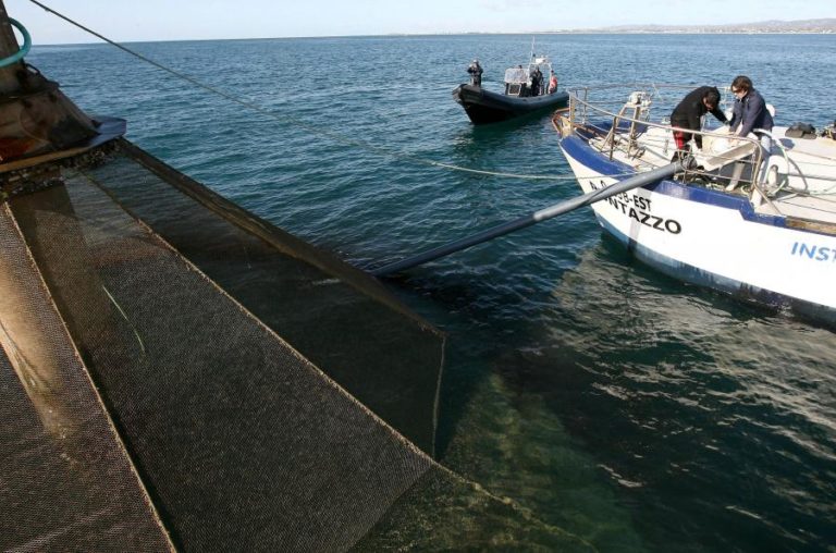 Mais de 80 projetos aquícolas em curso com investimento de 102,8 ME