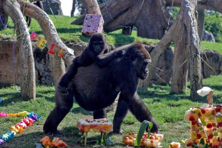 Parque Nacional do Virunga anuncia nascimento de 13.º gorila da montanha deste ano