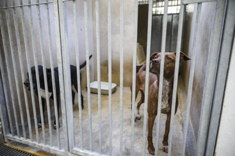 Cães abandonados em hotel canino encontrados mortos em Mafra