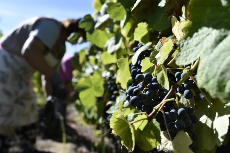 Ano de “muito boa” qualidade para o vinho do Dão