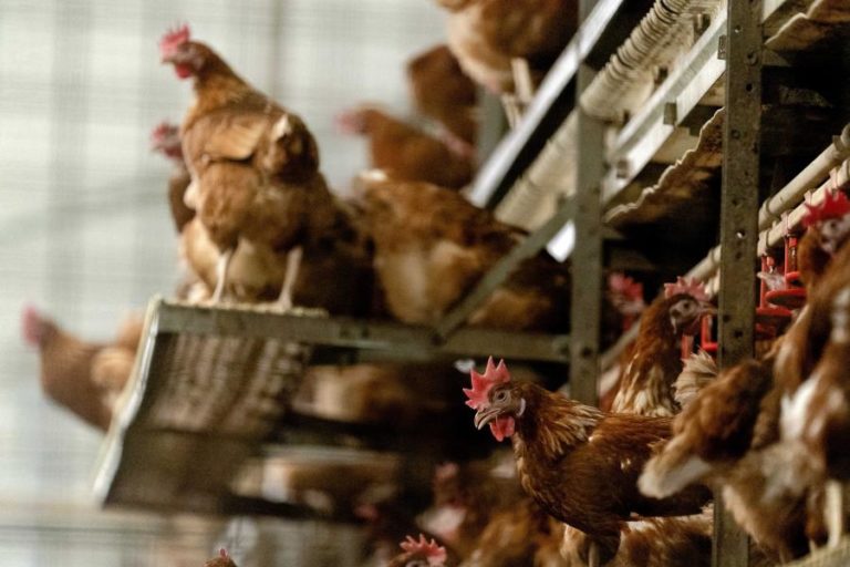 Criadores obrigados a registar galinhas poedeiras em setembro — DGAV