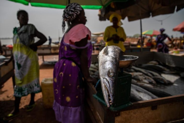 Covid-19: Pescadores guineenses lamentam pescado a estragar-se devido a fecho de mercados