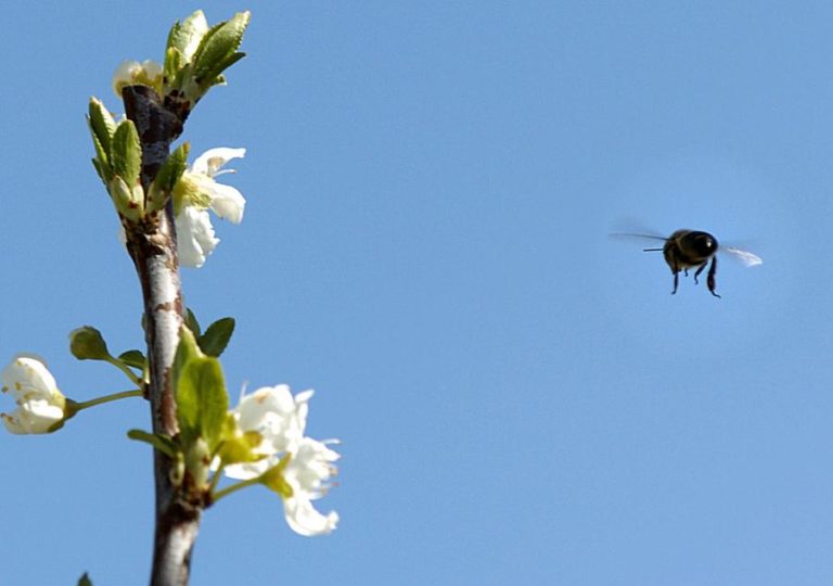 Campanha frutícola de 2021 com “boas perspetivas” – INE