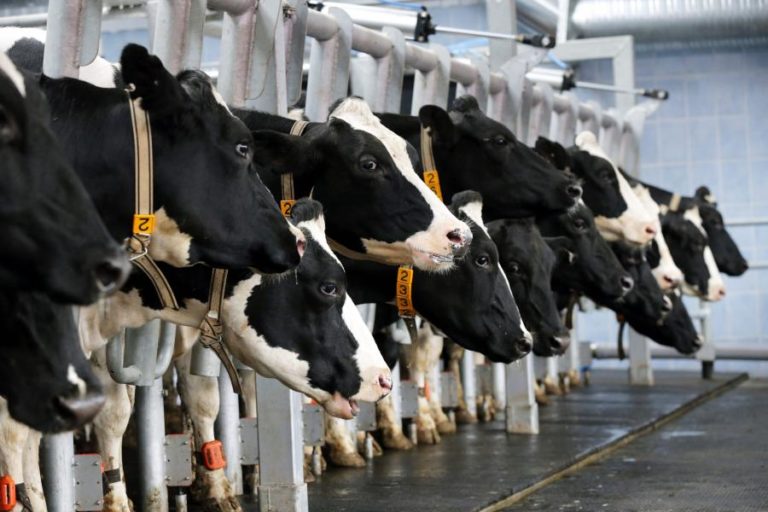 Produtores de leite dizem ser tempo da ministra responder às suas dificuldades