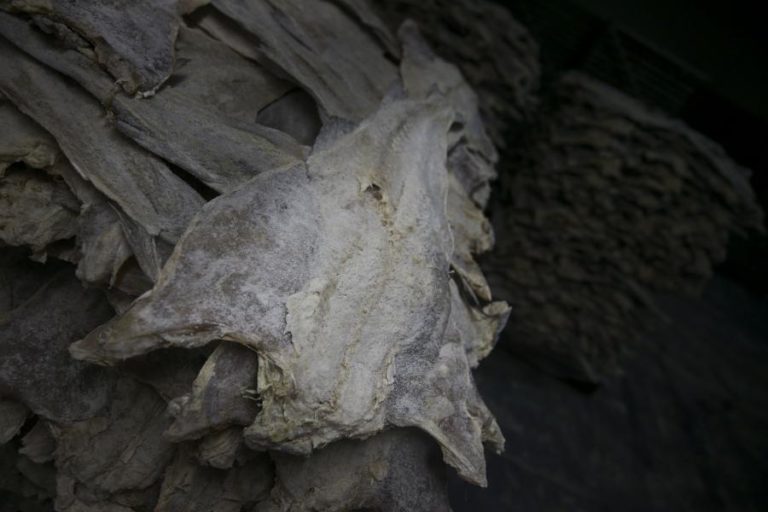 Quota de Portugal na pesca de bacalhau aumenta 168% em 2022