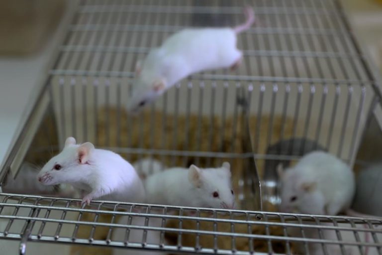 Gene descoberto em macacos e ratos pode funcionar como antiviral para bloquear HIV e ébola