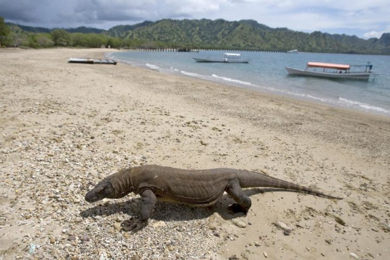 Dragão-de-komodo passa a constar da lista de espécies em risco de extinção