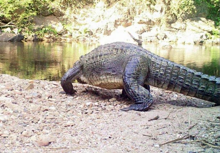 Animais selvagens matam 12 pessoas em seis meses no centro de Moçambique