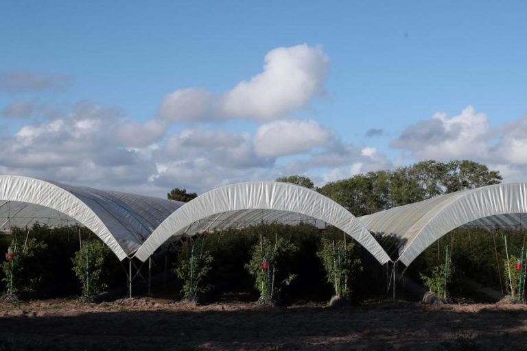 Produtores temem impacto de campanha alemã contra agricultura intensiva do Alentejo e Algarve