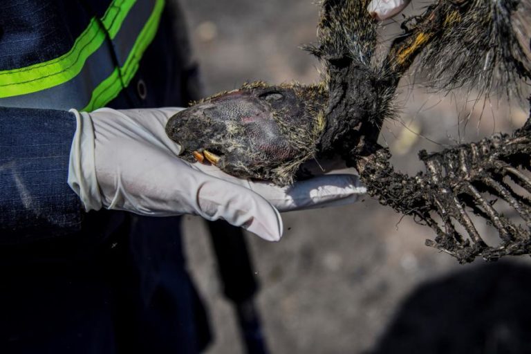 Pelo menos 17 milhões de animais morrem em incêndios do Pantanal no Brasil