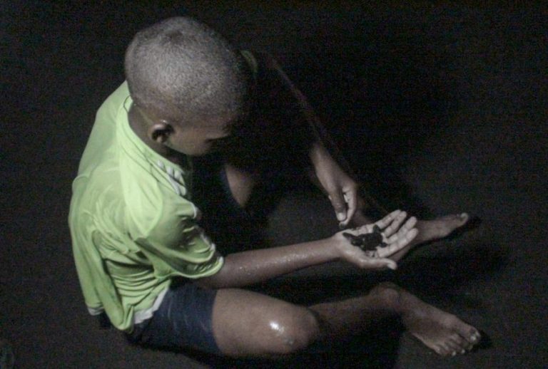 Tartaruguinhas fazem-se ao mar em Cabo Verde protegidas por voluntários