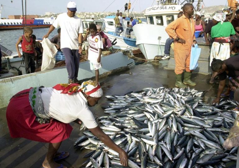 Exportações cabo-verdianas de conservas e peixe congelado disparam para 5,3 MEuro num mês