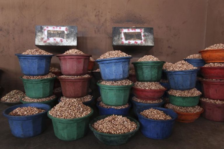 Guiné-Bissau já exportou mais de 200 mil toneladas da castanha de caju