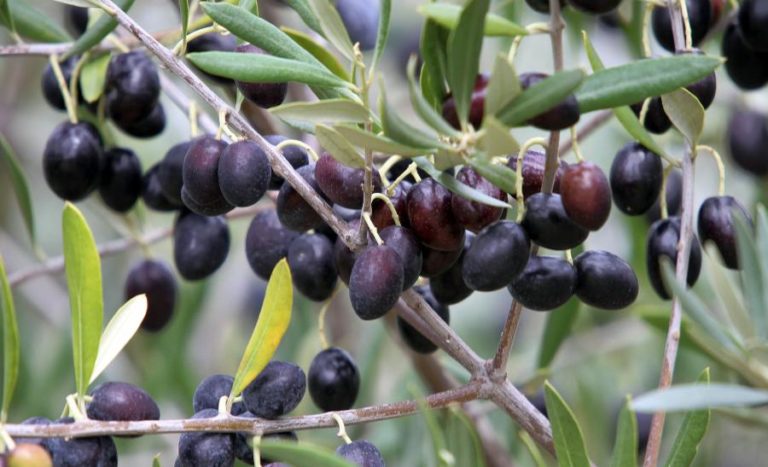 ICNF intensifica fiscalização para evitar apanha noturna de azeitona no Alentejo