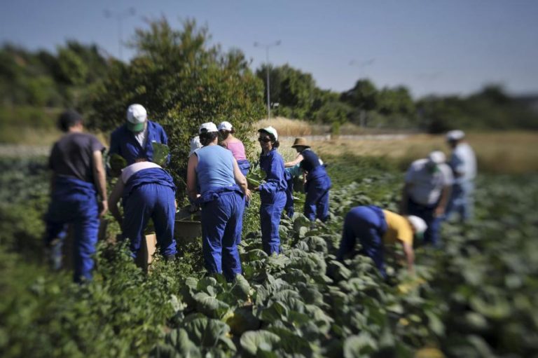 Confagri alerta para possível escassez de bens alimentares com abandono da produção
