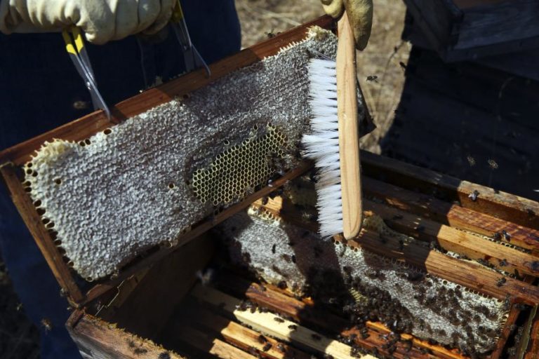 Clima incerto e vespa asiática ameaçam produção de mel na região Centro