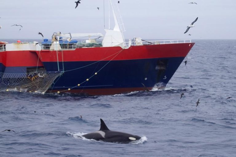 Espanha vai estudar o comportamento agressivo das orcas contra embarcações