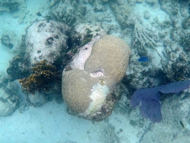 Cerca de 14% dos corais do mundo desapareceram entre 2009 e 2018 – relatório