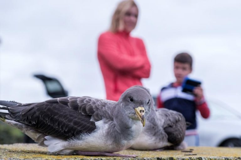Ilha do Corvo apaga iluminação pública até 08 de novembro para salvar aves marinhas