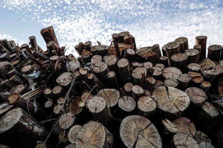 ZERO considera erro conversão da Central do Pego “para queimar biomassa””