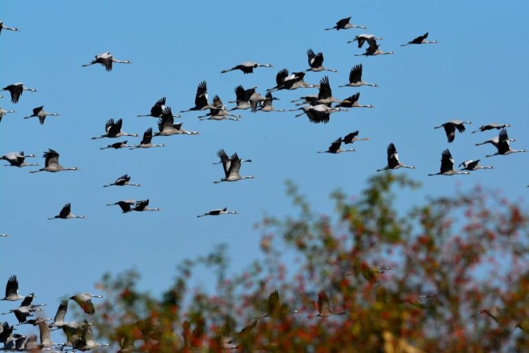 Uma em cada cinco espécies de aves da Europa está ameaçada, alerta Lista Vermelha