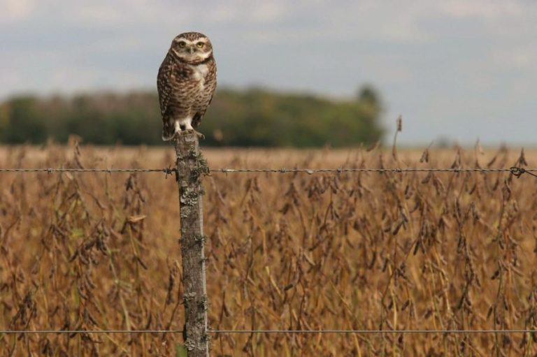 Marcas britânicas de lácteos vinculadas à destruição de florestas no Brasil