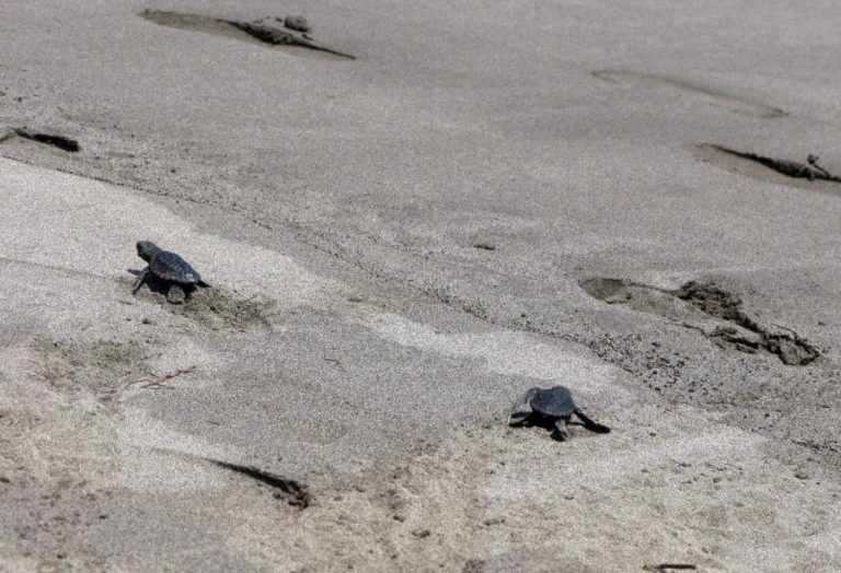 Associação criada após salvamento de tartaruga recebe medalha de mérito de Cabo Verde