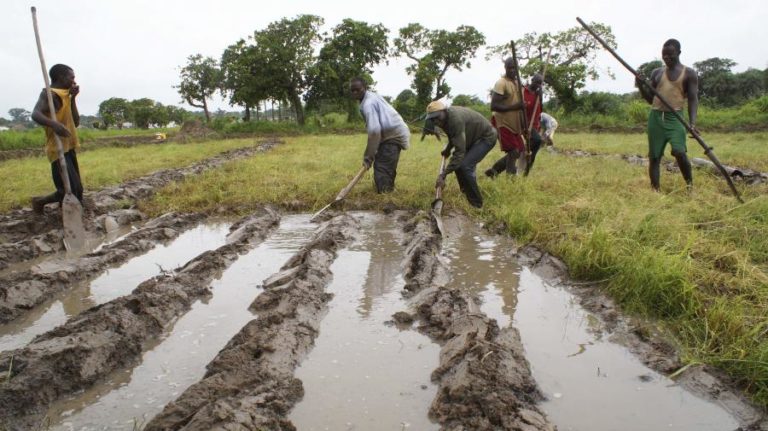 Bissau em “sérios riscos” de ficar sem espaço para produção agrícola — Proteção Civil