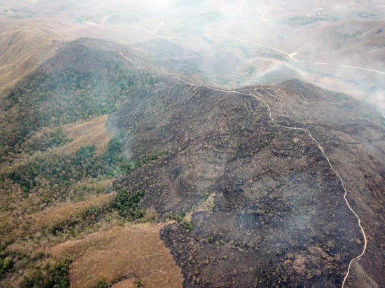 Desflorestação  da Amazónia brasileira bate recorde em outubro