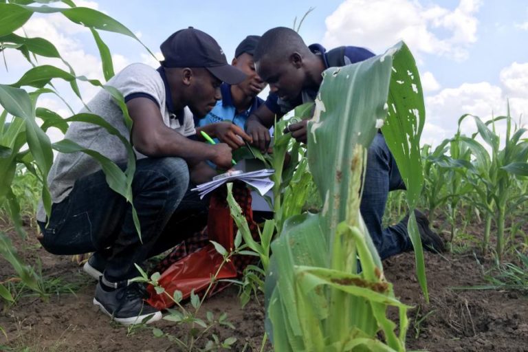 Milho está 8% a 27% mais barato que há um ano em Moçambique