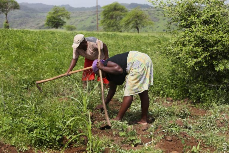 Açores querem aumentar parceria empresarial com Cabo Verde através do agronegócio