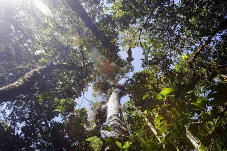 COP26: Ministro do Ambiente da Guiné-Bissau valoriza subscrição de acordo contra desflorestação