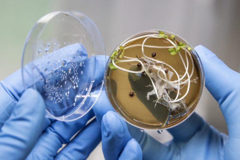 Investigadores do Porto desenvolvem vacina comestível contra a covid-19