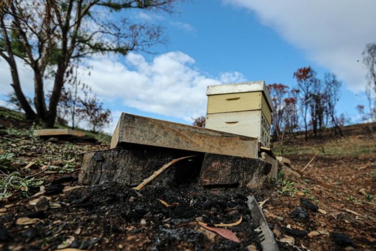 Apicultura algarvia está em “calamidade” por causa dos incêndios e falta de apoios