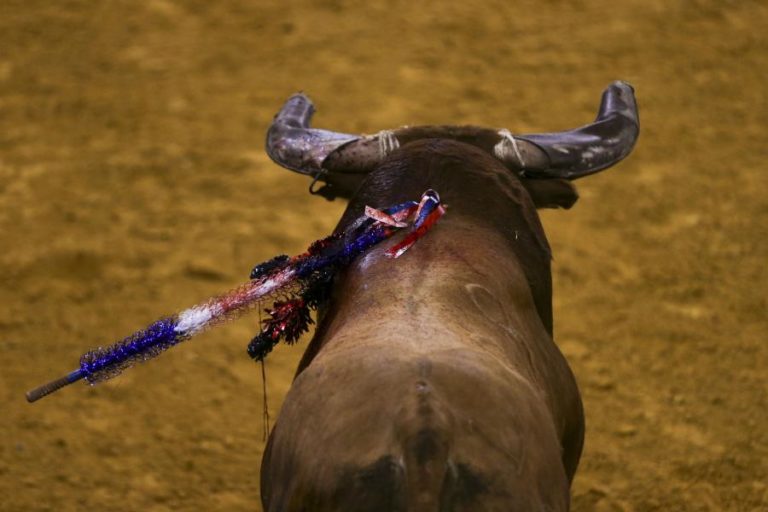 Covid-19: Número de touradas mais do que duplicou este ano – ProToiro