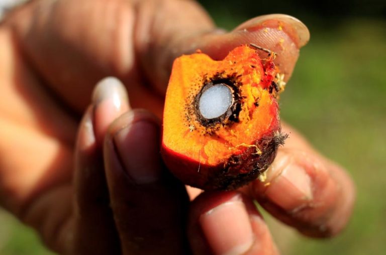 Biocombustíveis de óleo de palma não diminuíram, acusa associação Zero