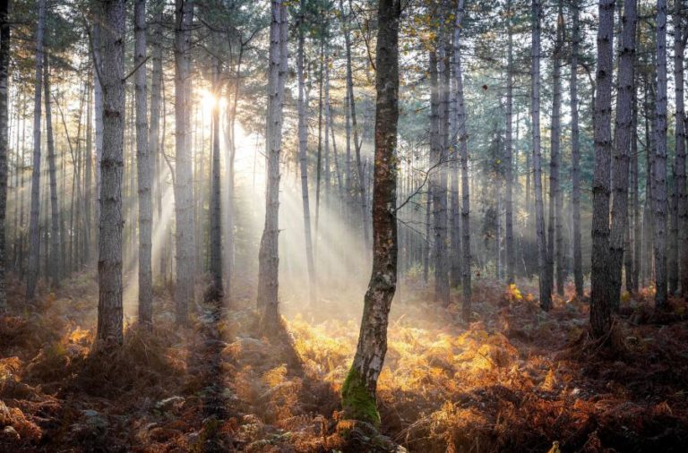 África e América do Sul perderam floresta, Europa ganhou mas Portugal é exceção