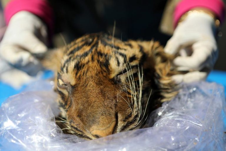 Índia: Em 2021 morreram 126 tigres, um número recorde