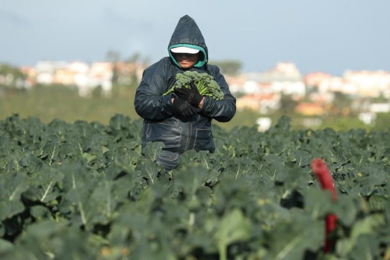 Bimi conquistam consumidores e tornam Portugal no terceiro maior produtor europeu