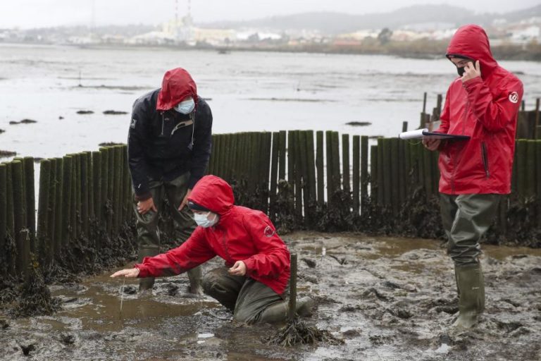 Paliçadas de madeira são solução viável para proteger sapais no Mondego