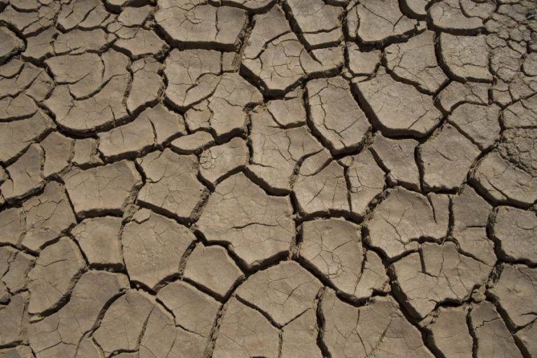 FAO pede ajuda urgente para agricultores e pastores do Corno de África afetados pela seca